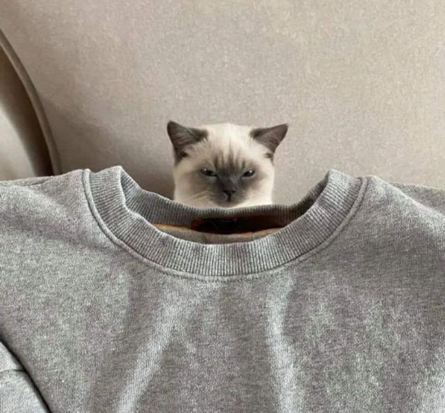 Коли кіт 'зламався': епічні фото, від яких важко втримати сміх - фото 509631