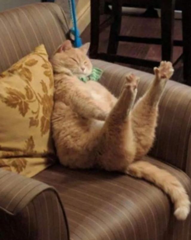 Коли кіт 'зламався': епічні фото, від яких важко втримати сміх - фото 509632