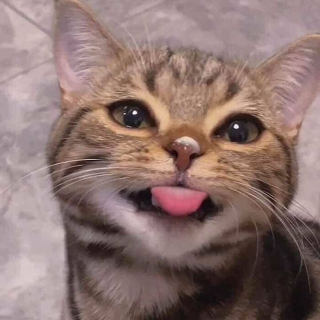 Коли кіт 'зламався': епічні фото, від яких важко втримати сміх - фото 509635