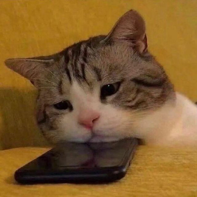 Коли кіт 'зламався': епічні фото, від яких важко втримати сміх - фото 509637