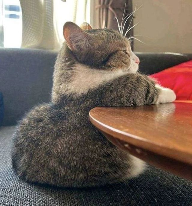 Коли кіт 'зламався': епічні фото, від яких важко втримати сміх - фото 509638