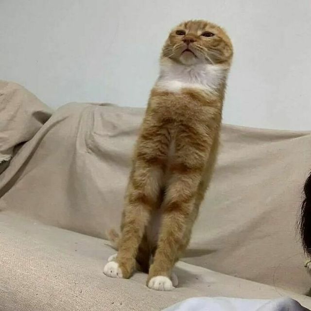 Коли кіт 'зламався': епічні фото, від яких важко втримати сміх - фото 509639