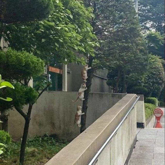 Коли кіт 'зламався': епічні фото, від яких важко втримати сміх - фото 509641