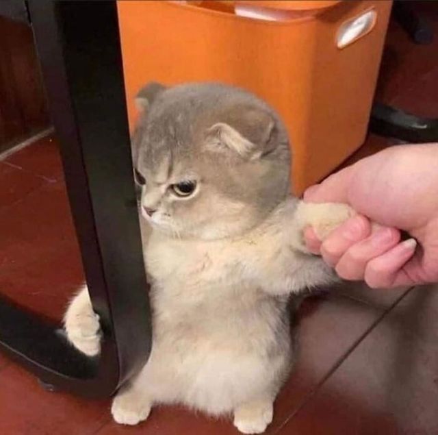 Коли кіт 'зламався': епічні фото, від яких важко втримати сміх - фото 509646