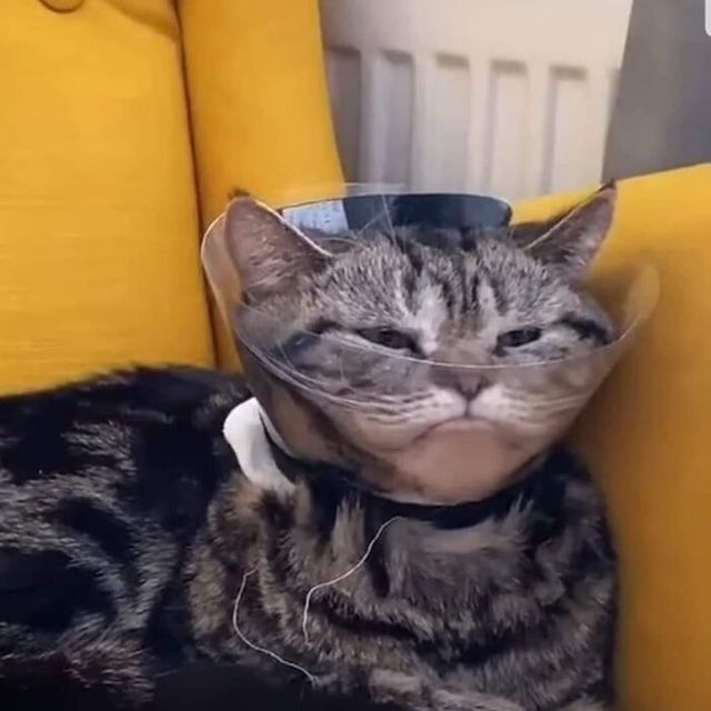 Коли кіт 'зламався': епічні фото, від яких важко втримати сміх - фото 509648