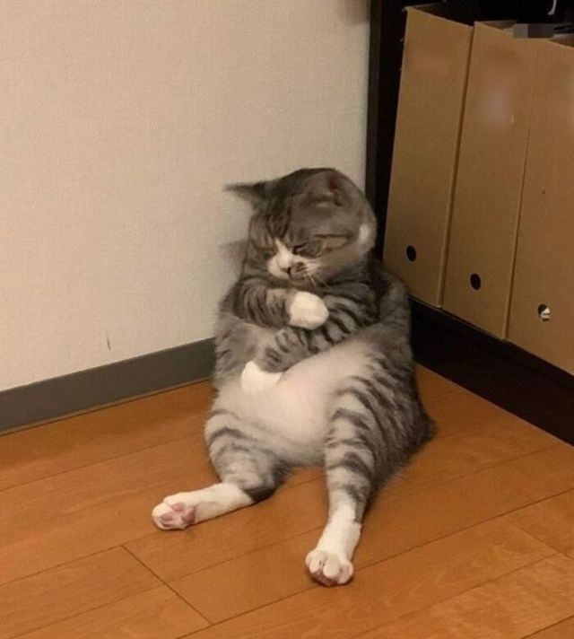 Коли кіт 'зламався': епічні фото, від яких важко втримати сміх - фото 509649