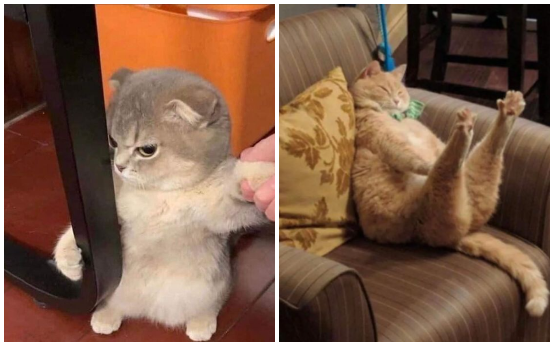 Епічні фото котів - фото 1