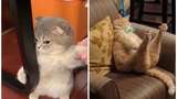 Коли кіт "зламався": епічні фото, від яких важко втримати сміх