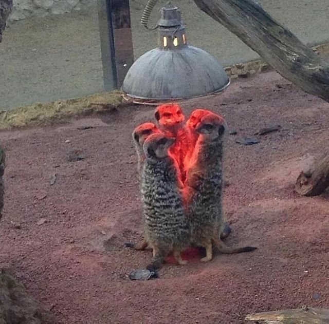 Кумедні фото тварин, зроблені у найвдаліший момент - фото 510000