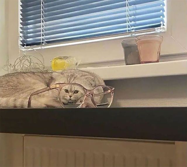 Кумедні фото тварин, зроблені у найвдаліший момент - фото 510004