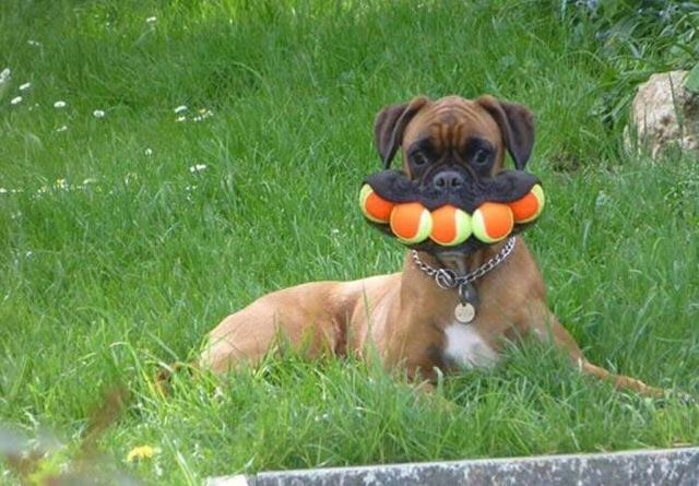 Кумедні фото тварин, зроблені у найвдаліший момент - фото 510005