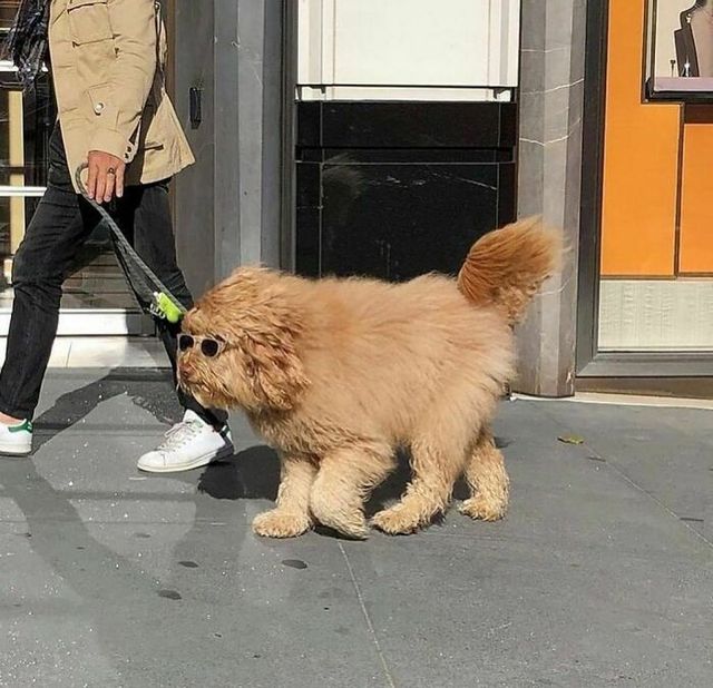 Кумедні фото тварин, зроблені у найвдаліший момент - фото 510010