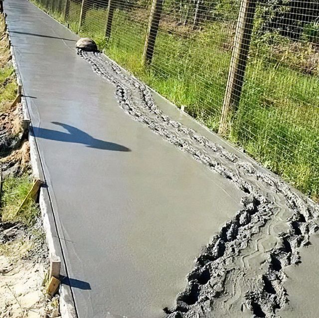 Кумедні фото тварин, зроблені у найвдаліший момент - фото 510012