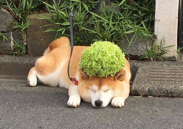 Кумедні фото тварин, зроблені у найвдаліший момент - фото 510017