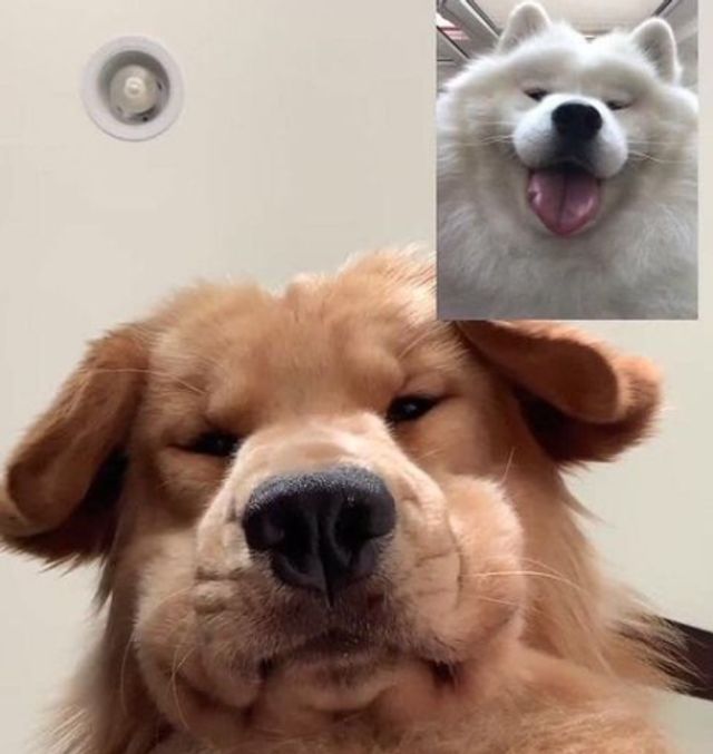 Кумедні фото тварин, зроблені у найвдаліший момент - фото 510019