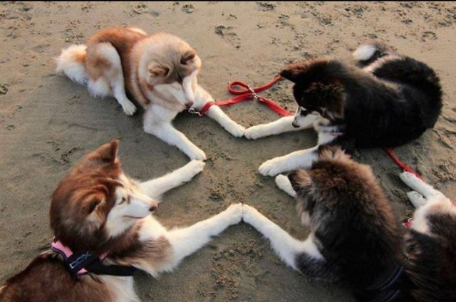 Кумедні фото тварин, зроблені у найвдаліший момент - фото 510020