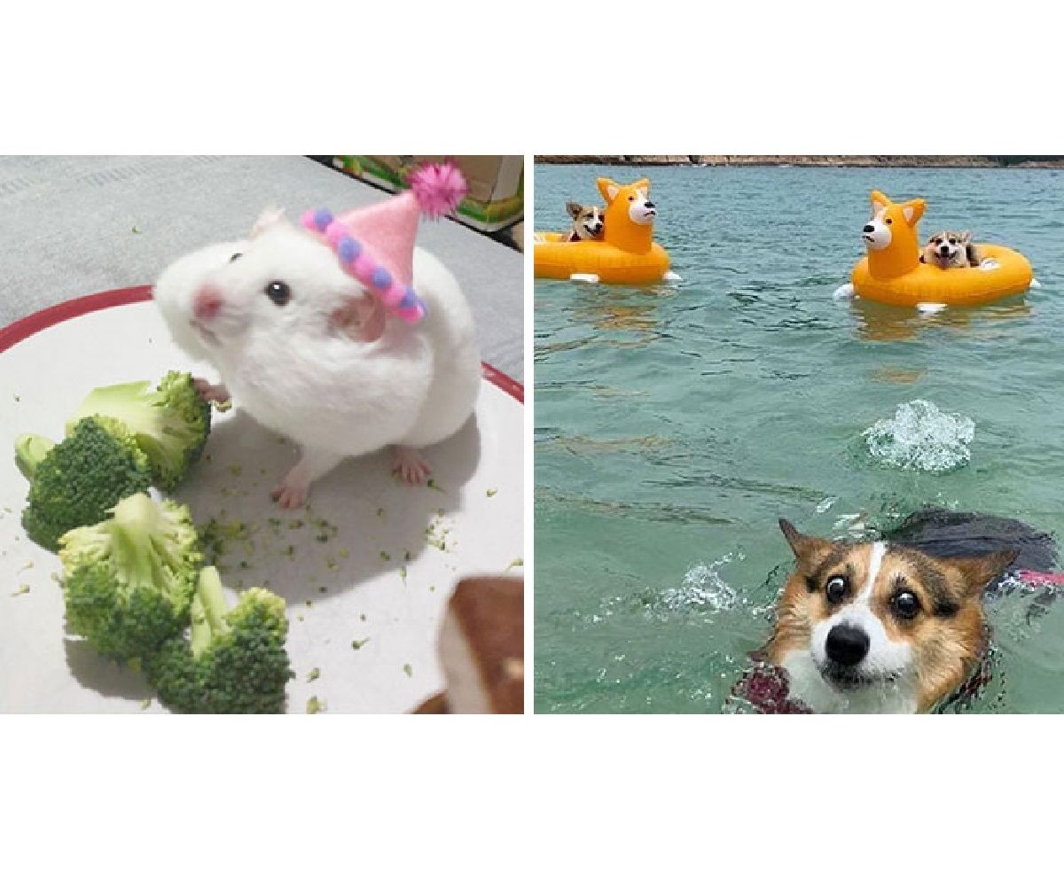 Кумедні фото тварин, зроблені у найвдаліший момент