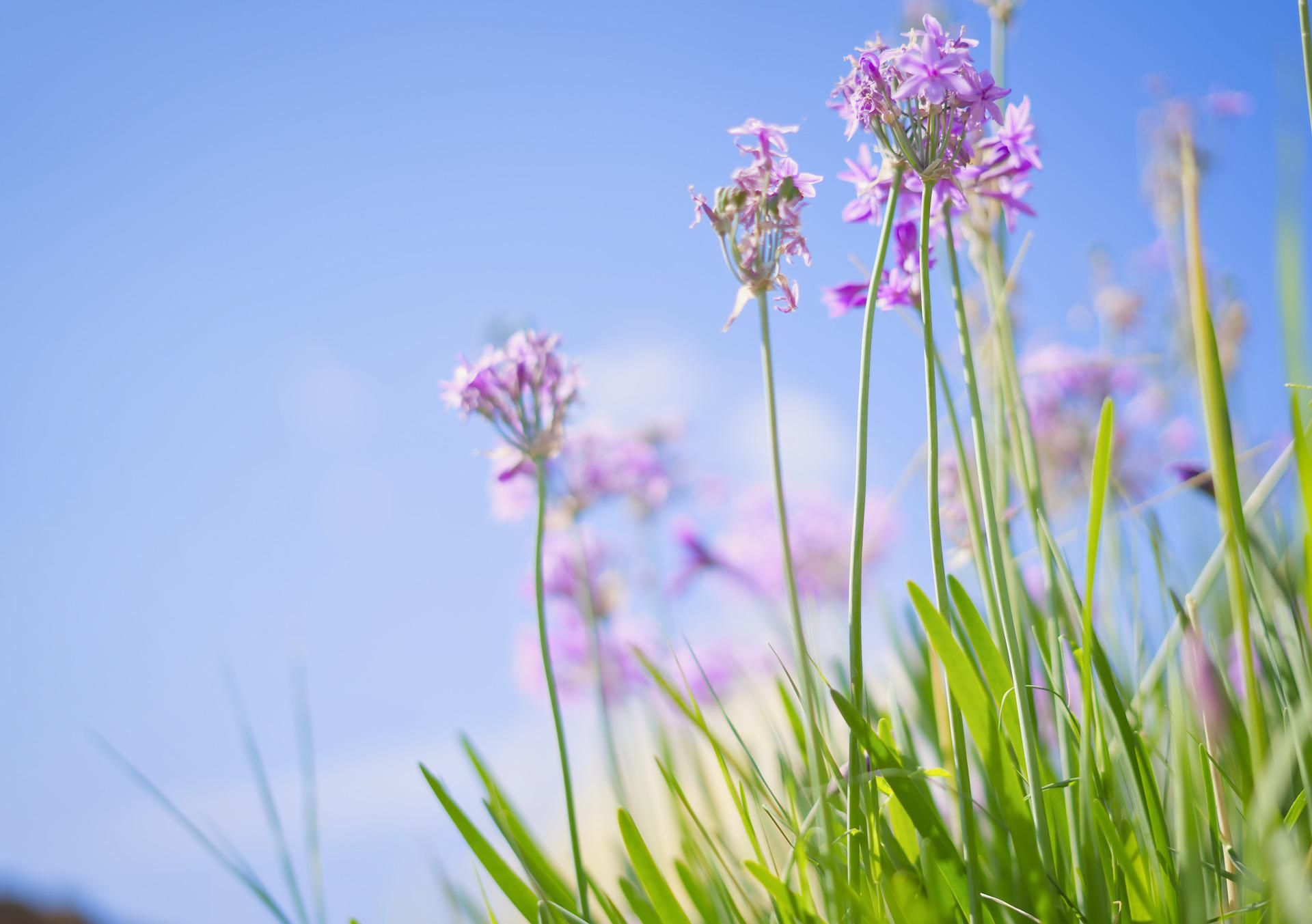 Погода 26 липня в Україні: синоптик попередила про повернення спеки