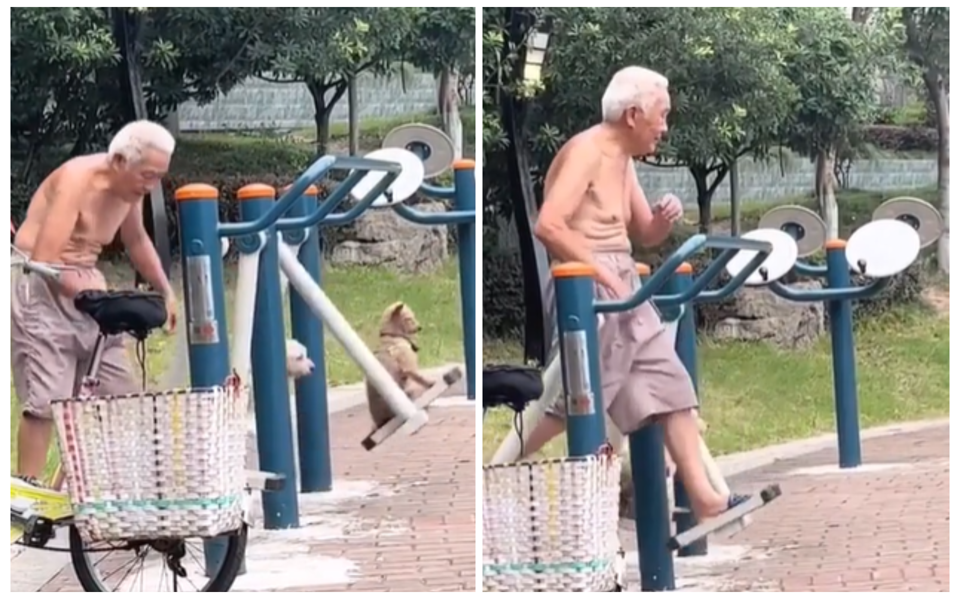 Дідусь тренується зі своїми собаками - фото 1