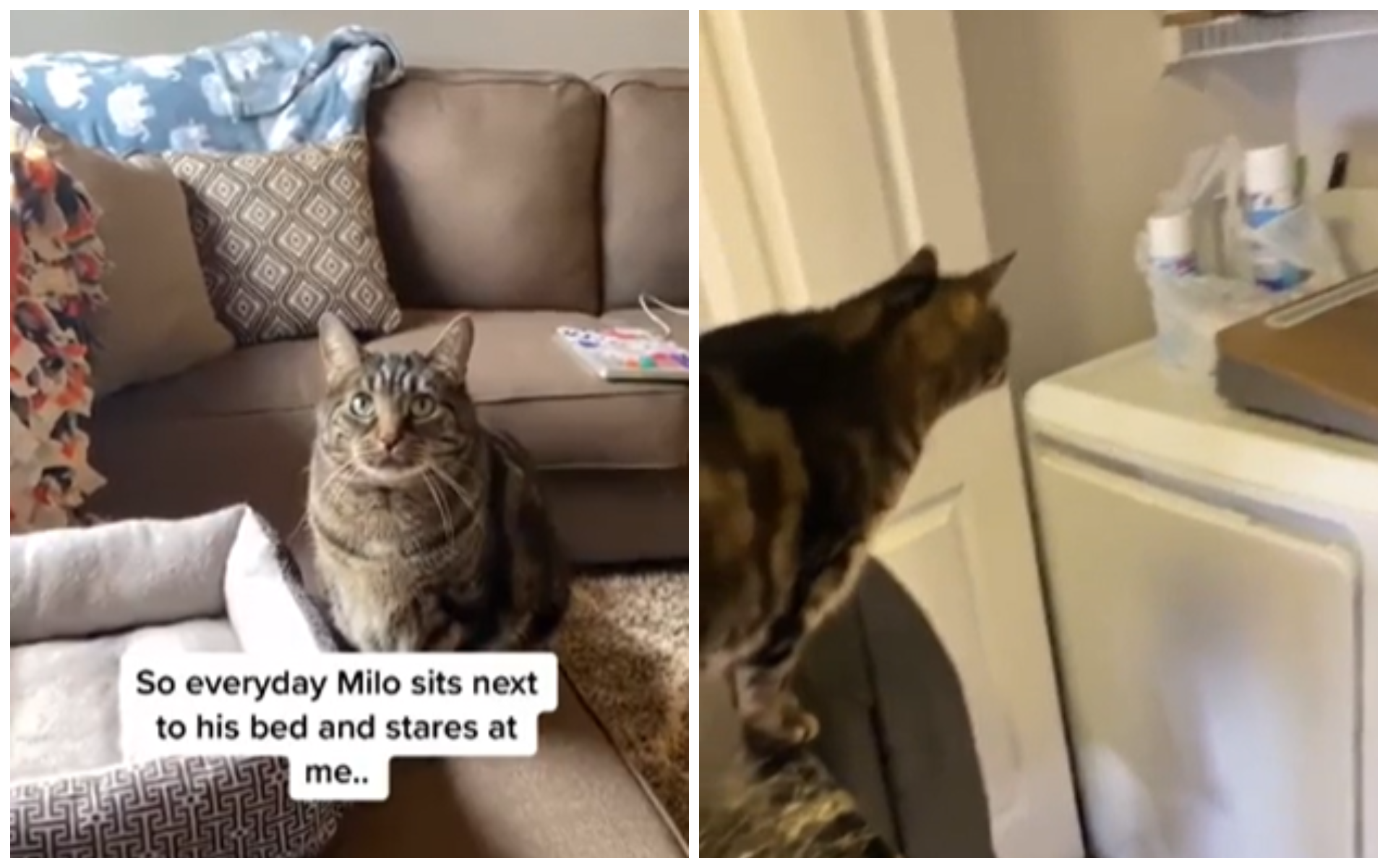 Вимогливий кіт Міло розвеселив Reddit - фото 1