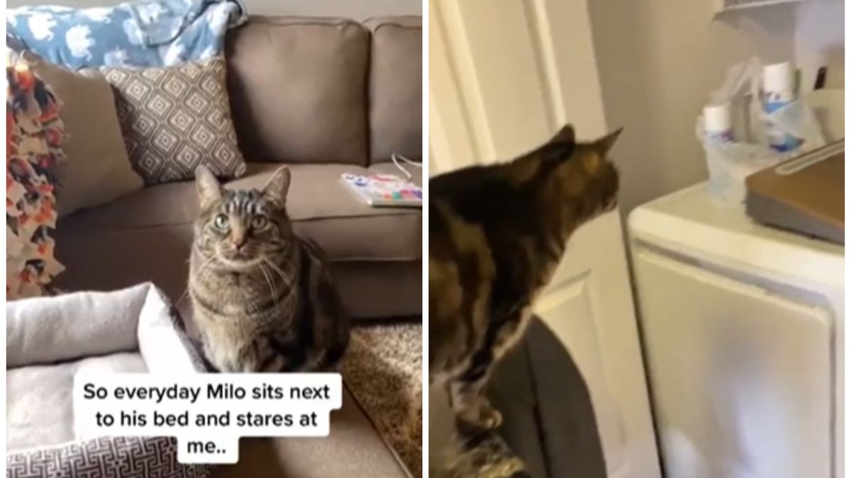Вимогливий кіт Міло розвеселив Reddit - фото 1