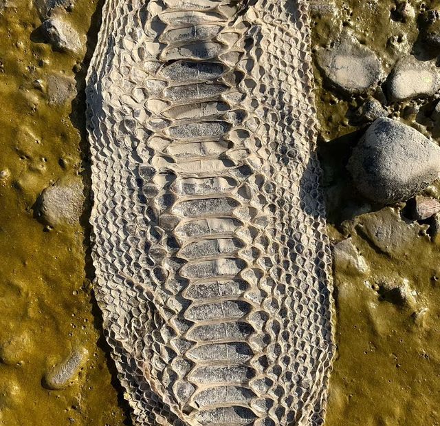 Біля берегів лондонської річки Темзи знайшли шкіру величезної змії: фотофакт - фото 511258