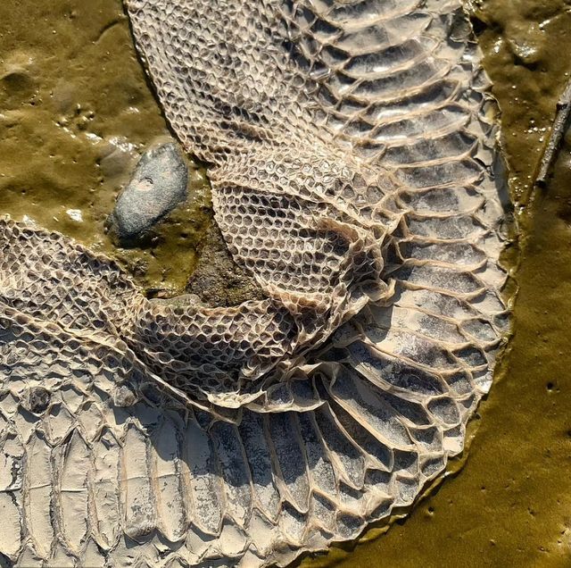 Біля берегів лондонської річки Темзи знайшли шкіру величезної змії: фотофакт - фото 511259