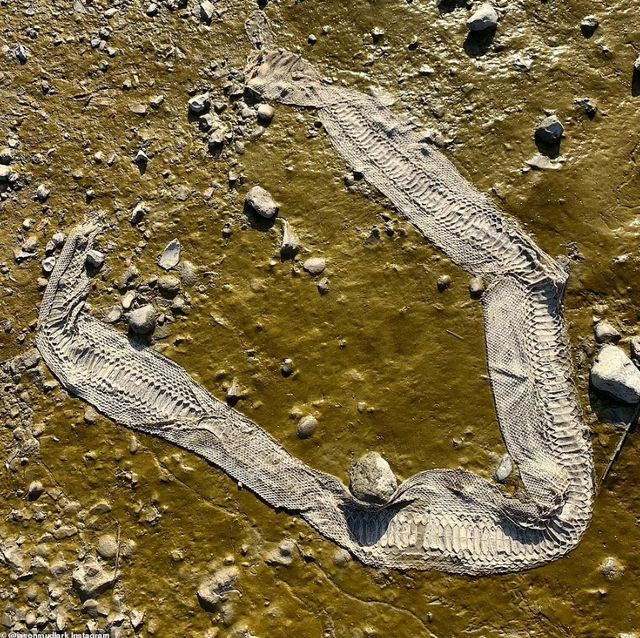 Біля берегів лондонської річки Темзи знайшли шкіру величезної змії: фотофакт - фото 511260