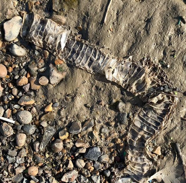 Біля берегів лондонської річки Темзи знайшли шкіру величезної змії: фотофакт - фото 511261