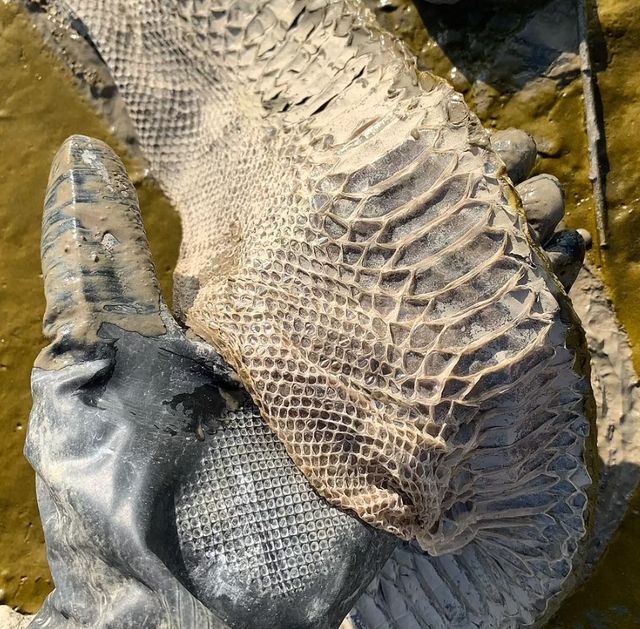 Біля берегів лондонської річки Темзи знайшли шкіру величезної змії: фотофакт - фото 511262