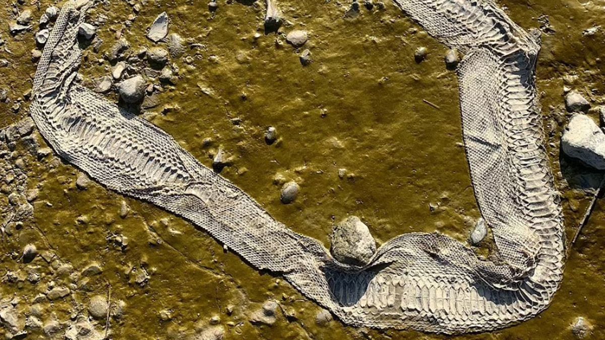 Біля берегів лондонської річки Темзи знайшли шкіру величезної змії: фотофакт - фото 1