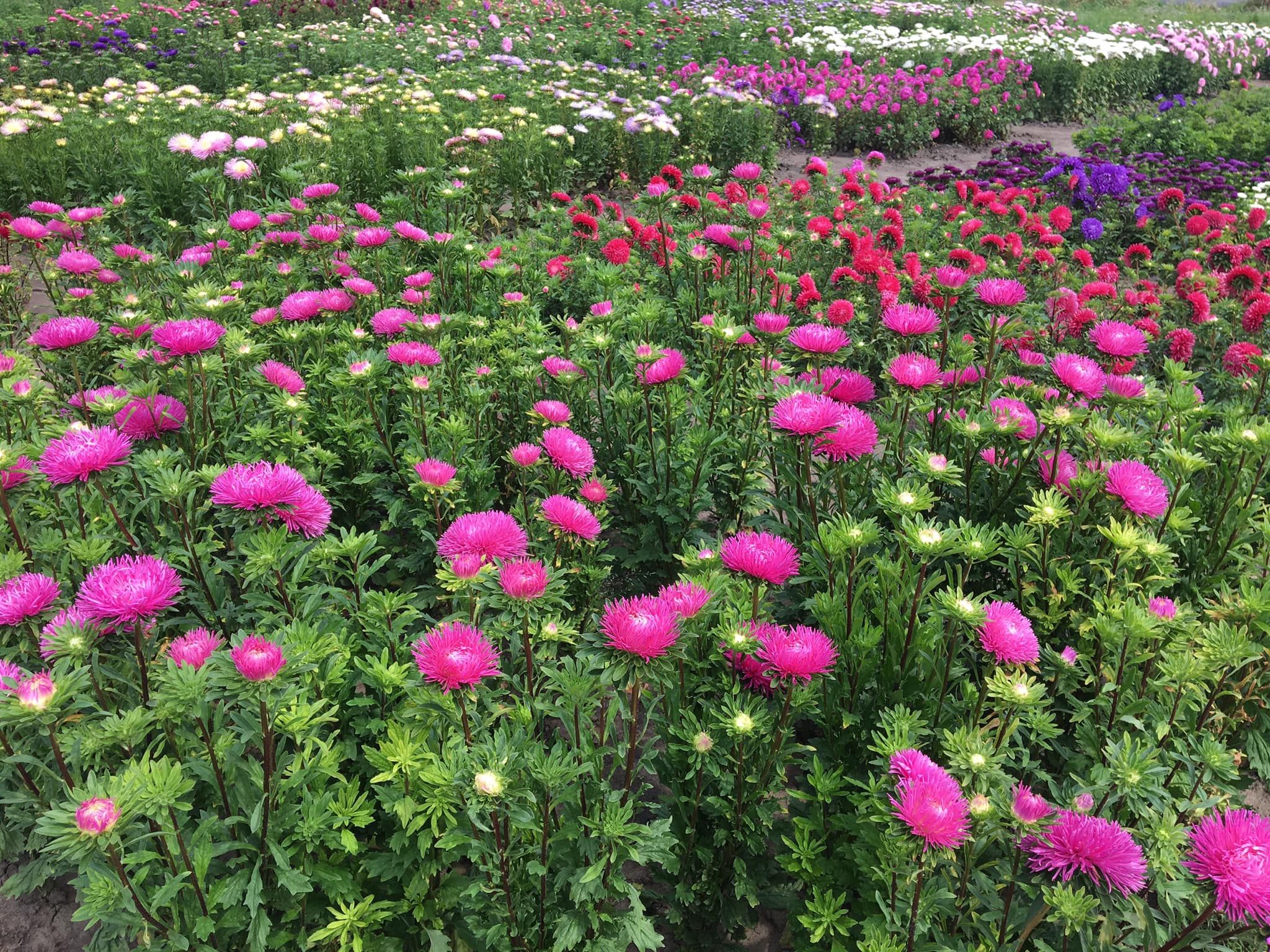 У мережі показали, як у Ботсаду столиці розквітли айстри (ФОТО)