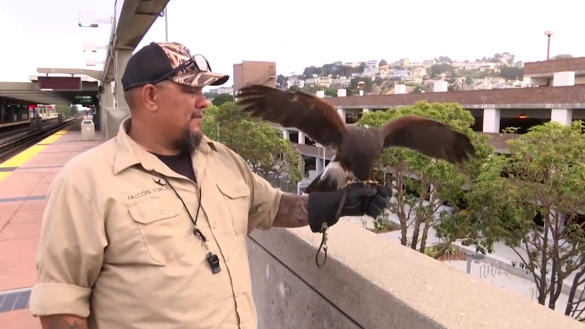 Метрополітен США найняв на роботу яструба: що входить в обовязки птаха