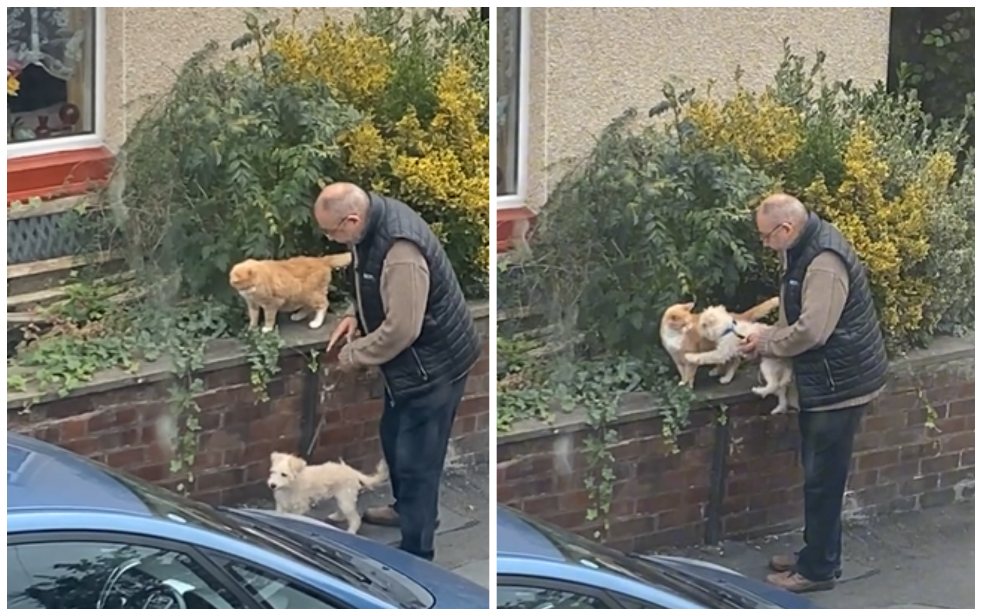 Знайомство цуцика з сусідським котом потрапило на відео - фото 1