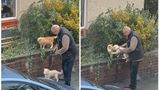 Чоловік, який мило знайомить собаку з сусідським котом, підкорив TikTok – відео