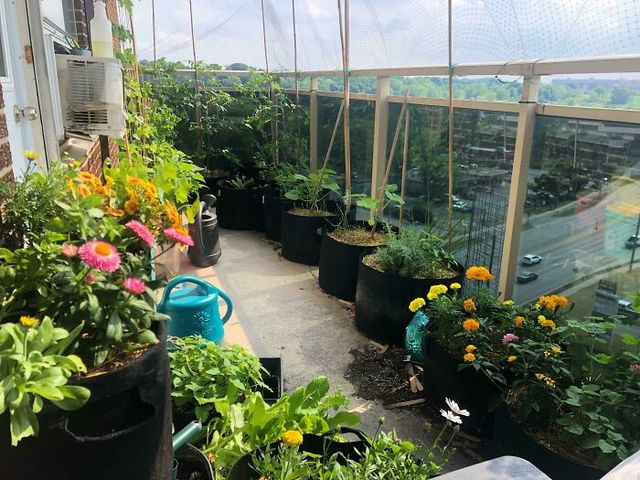 CrazyCatLushie - фото 511527