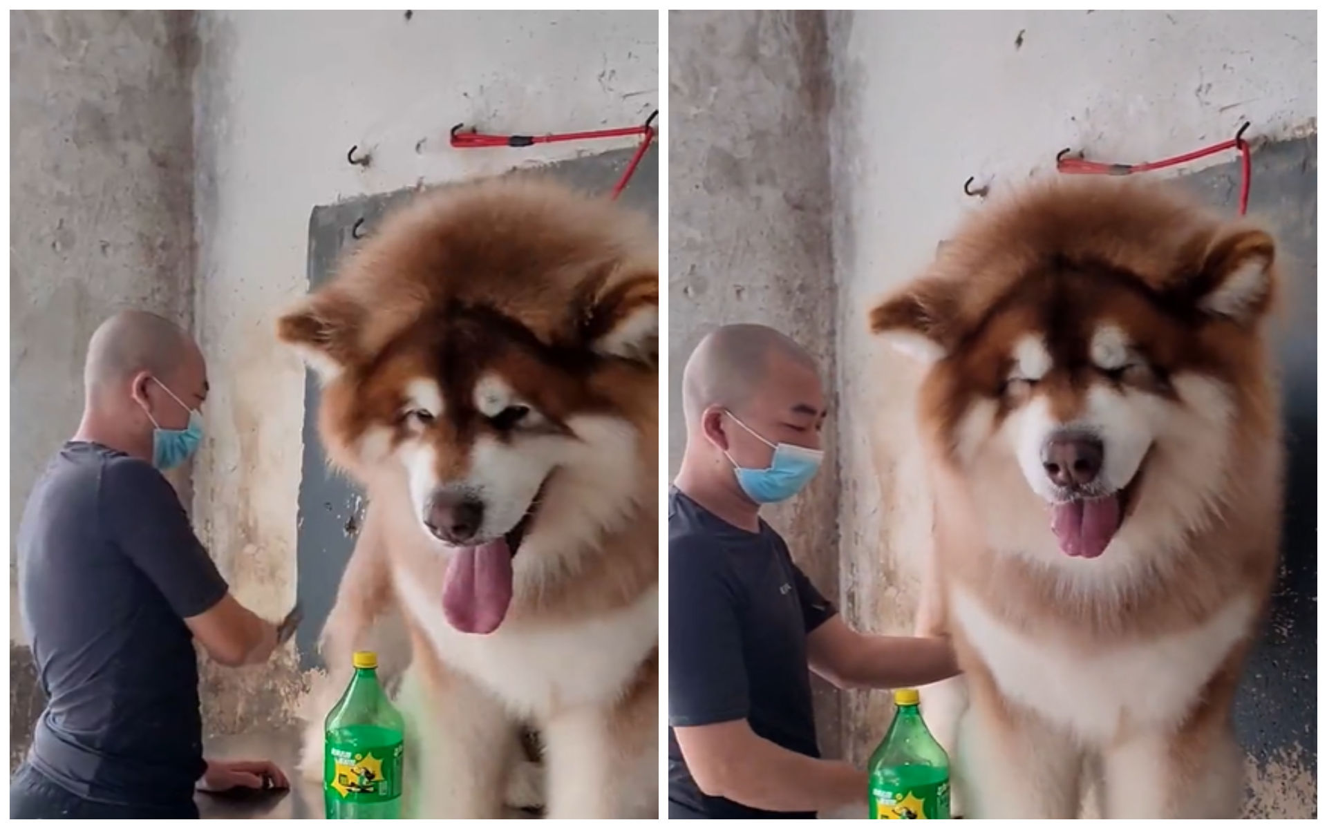 Пухнастий гігант: відео з незвичайним собакою підкорює мережу