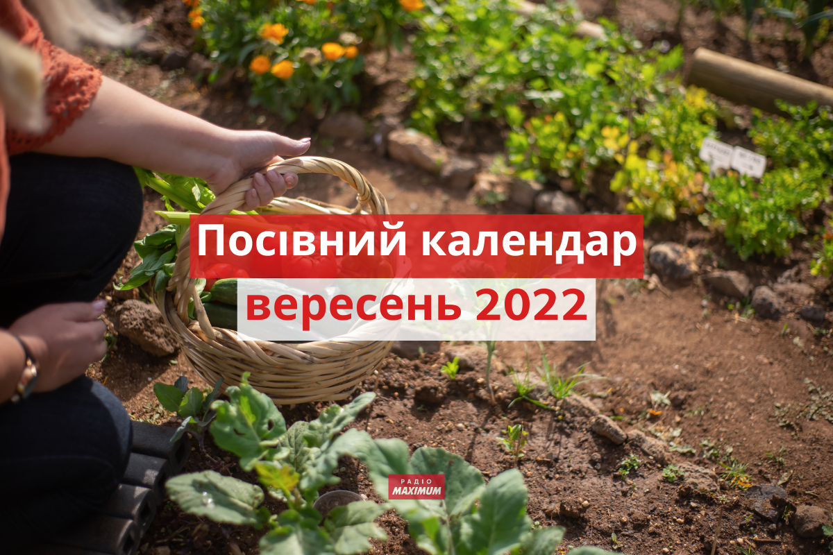 Місячний посівний календар на вересень 2022: коли і що садити