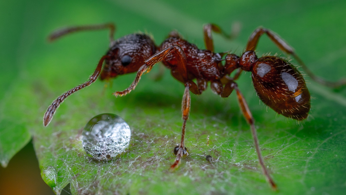 Науковці підрахували, скільки мурах проживає на Землі та визначили їхню загальну вагу - фото 1