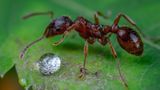 Науковці підрахували, скільки мурах проживає на Землі та визначили їхню загальну вагу