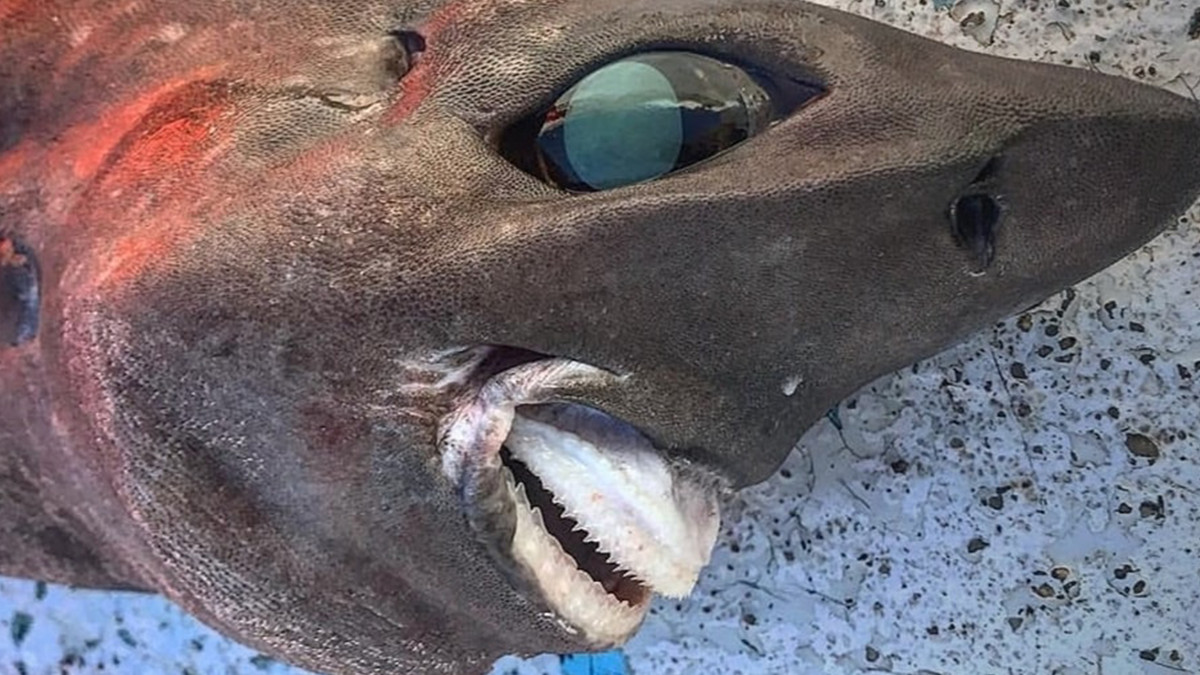 В Австралії виловили глибоководну акулу зі зловісною усмішкою, яка схожа на людську - фото 1