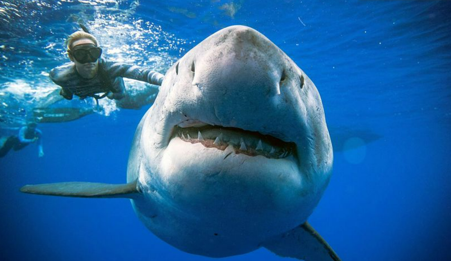Американець випадково зняв на відео білу акулу, яка кружляла біля нього - фото 1