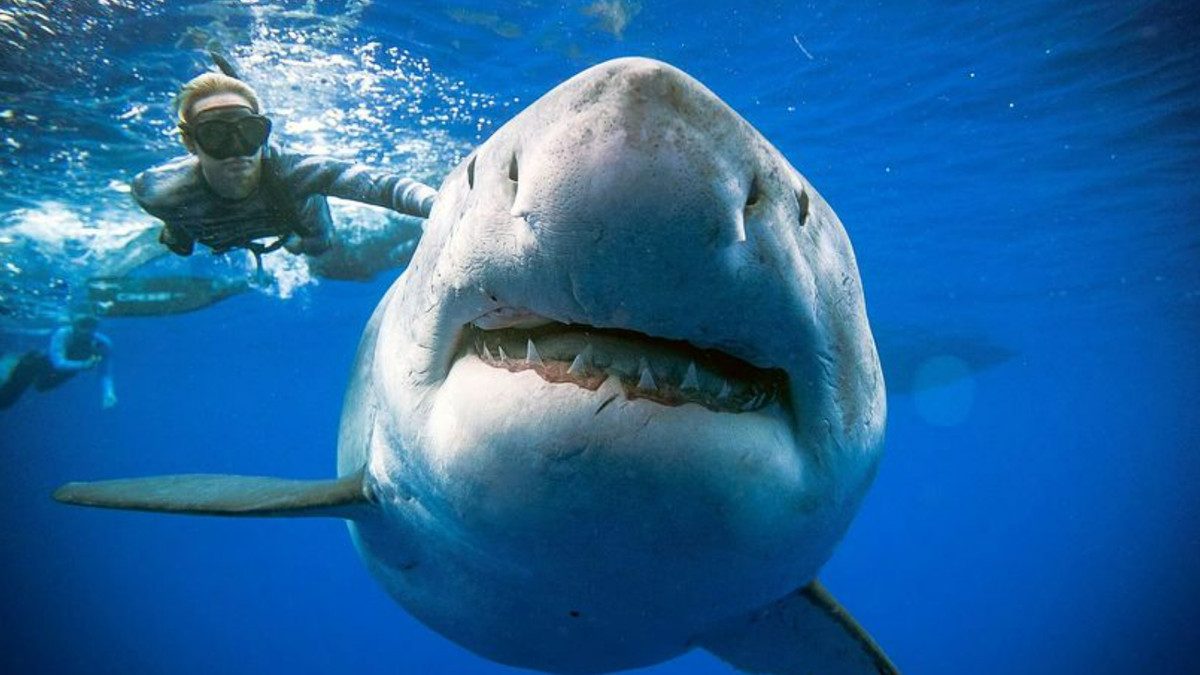 Американець випадково зняв на відео білу акулу, яка кружляла біля нього - фото 1