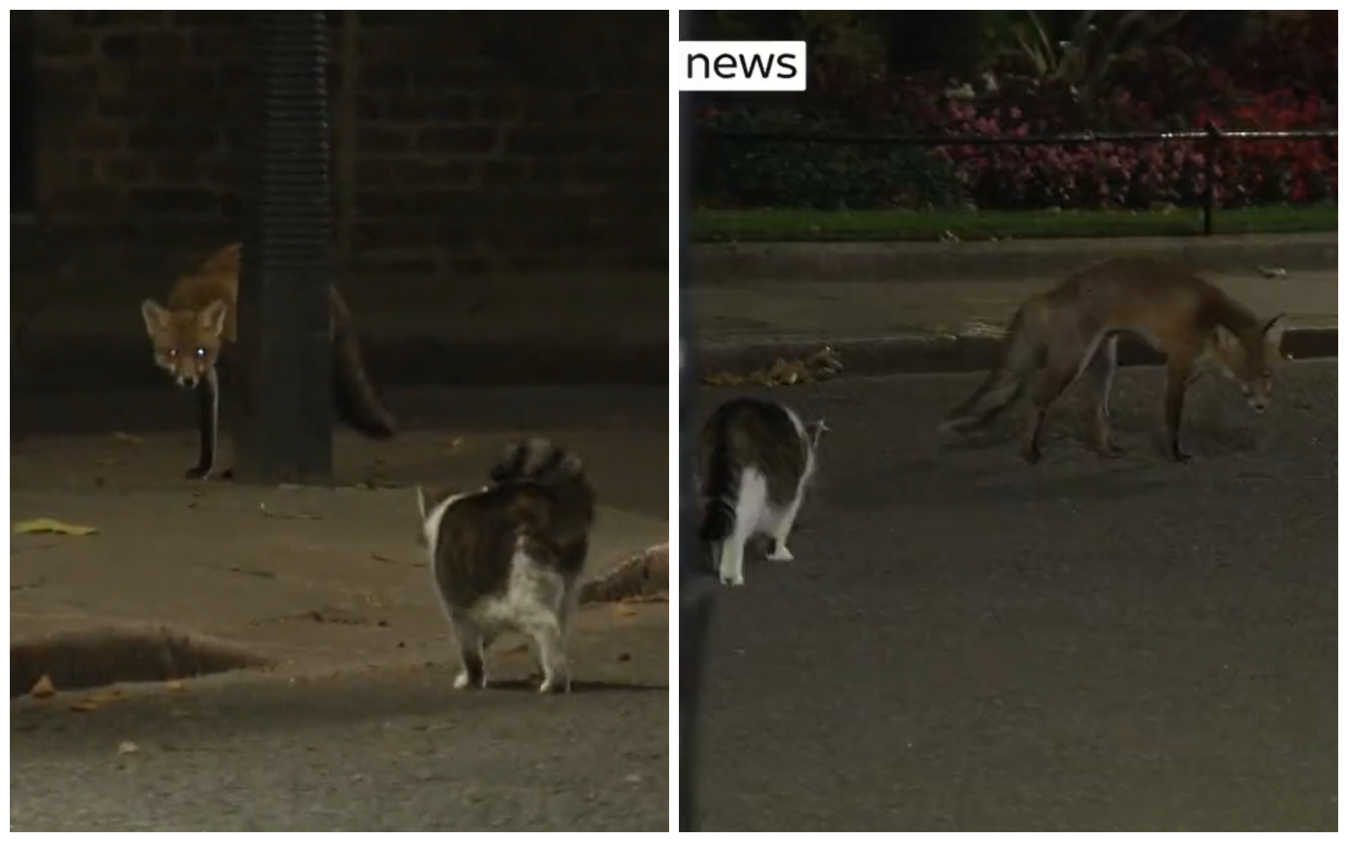 Кіт Ларрі оберігає резиденцію прем'єр-міністра Великобританії - фото 1