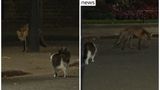 Найголовніший кіт Британії захистив резиденцію прем'єр-міністра від лисиці – відео