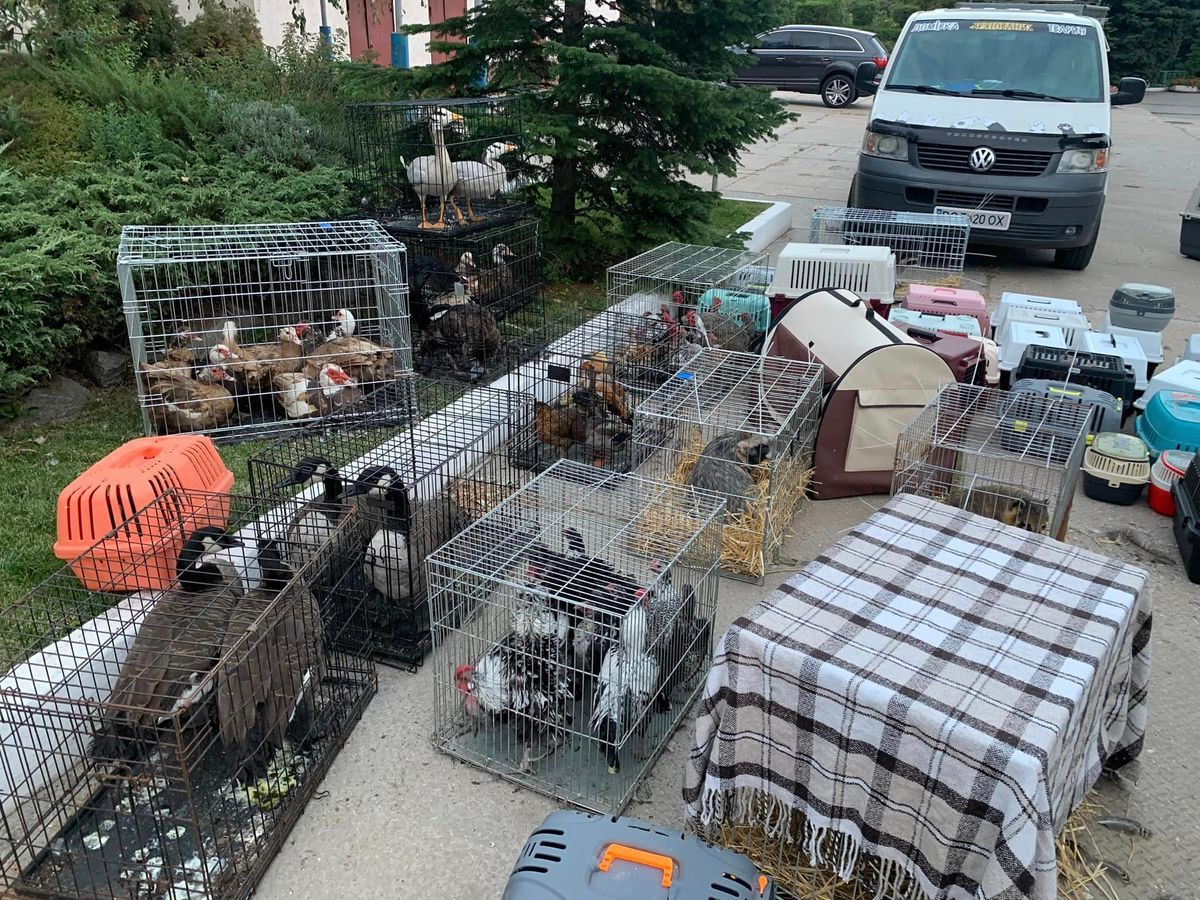 "Крокодила евакуювати легше, ніж поні": волонтери про порятунок тварин під час війни