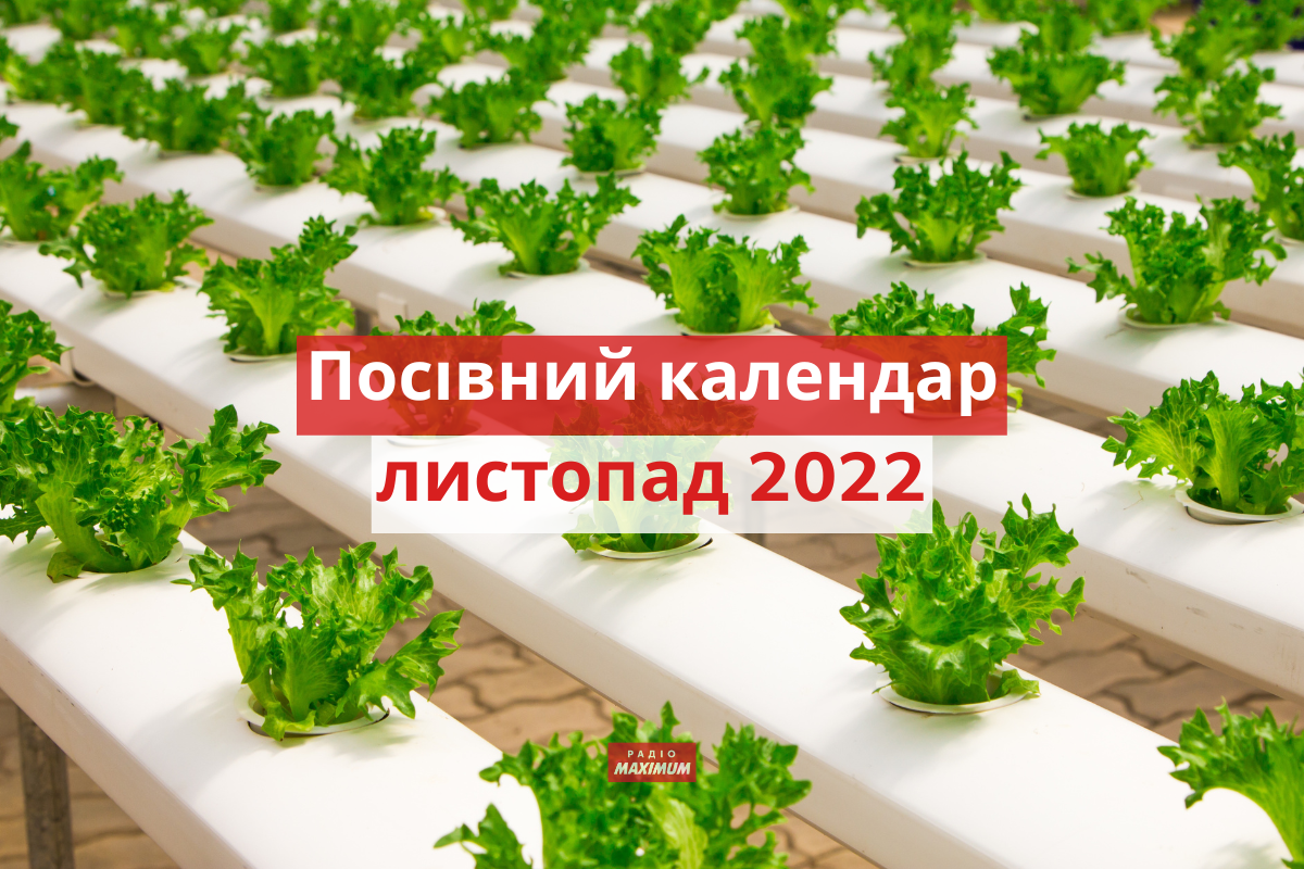 Місячний посівний календар на листопад 2022: коли і що садити