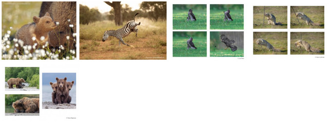 Смішні тварини: відомі 40 фіналістів фотоконкурсу Comedy Wildlife Photography - фото 514898