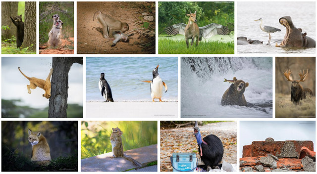 Смішні тварини: відомі 40 фіналістів фотоконкурсу Comedy Wildlife Photography - фото 514900