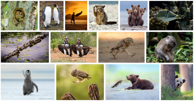 Смішні тварини: відомі 40 фіналістів фотоконкурсу Comedy Wildlife Photography - фото 514901